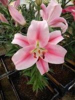 [4512 PO100 Forntera No02.JPG]